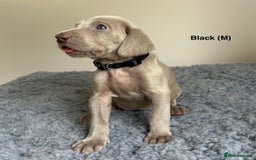 Weimaraner dogs for sale: Exceptional litter of Weimaraner puppies  - Image 15