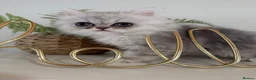 Persian cats for sale: Persian kittens  - Advert 13