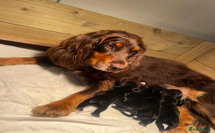 Cocker Spaniel dogs - Advert 15