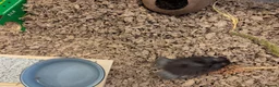 Hamster rodents for sale: Male Syrian hamster in Musselburgh - Advert 5