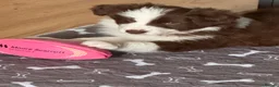 Border Collie dogs for sale: Fluffy male purebred border collie puppies  - Advert 1