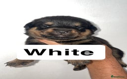 Rottweiler dogs for sale: 11 Chucky Rottweiler puppies for sale  - Image 9