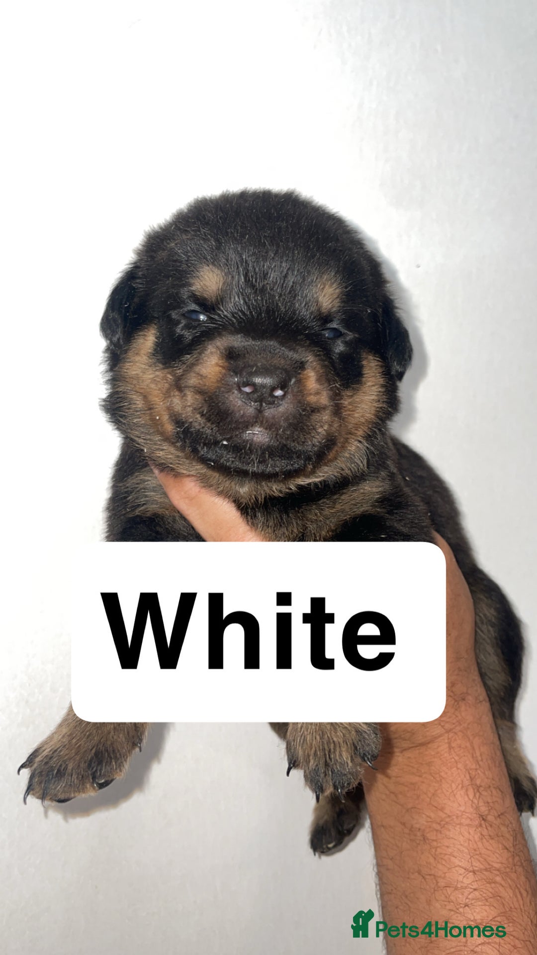 Rottweiler dogs for sale: 11 Chucky Rottweiler puppies for sale  - Image 9
