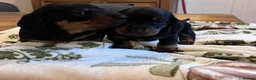 Dachshund dogs for sale: Puppies miniature Dachshund  - Advert 13