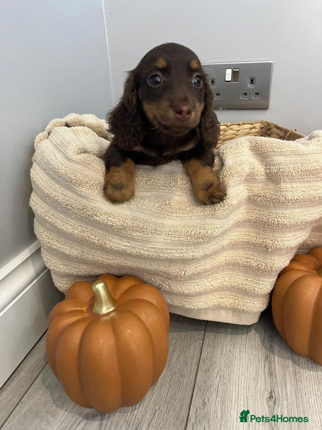 Miniature Dachshund dogs for sale: Beautiful miniature dachshund puppies  - Image 29