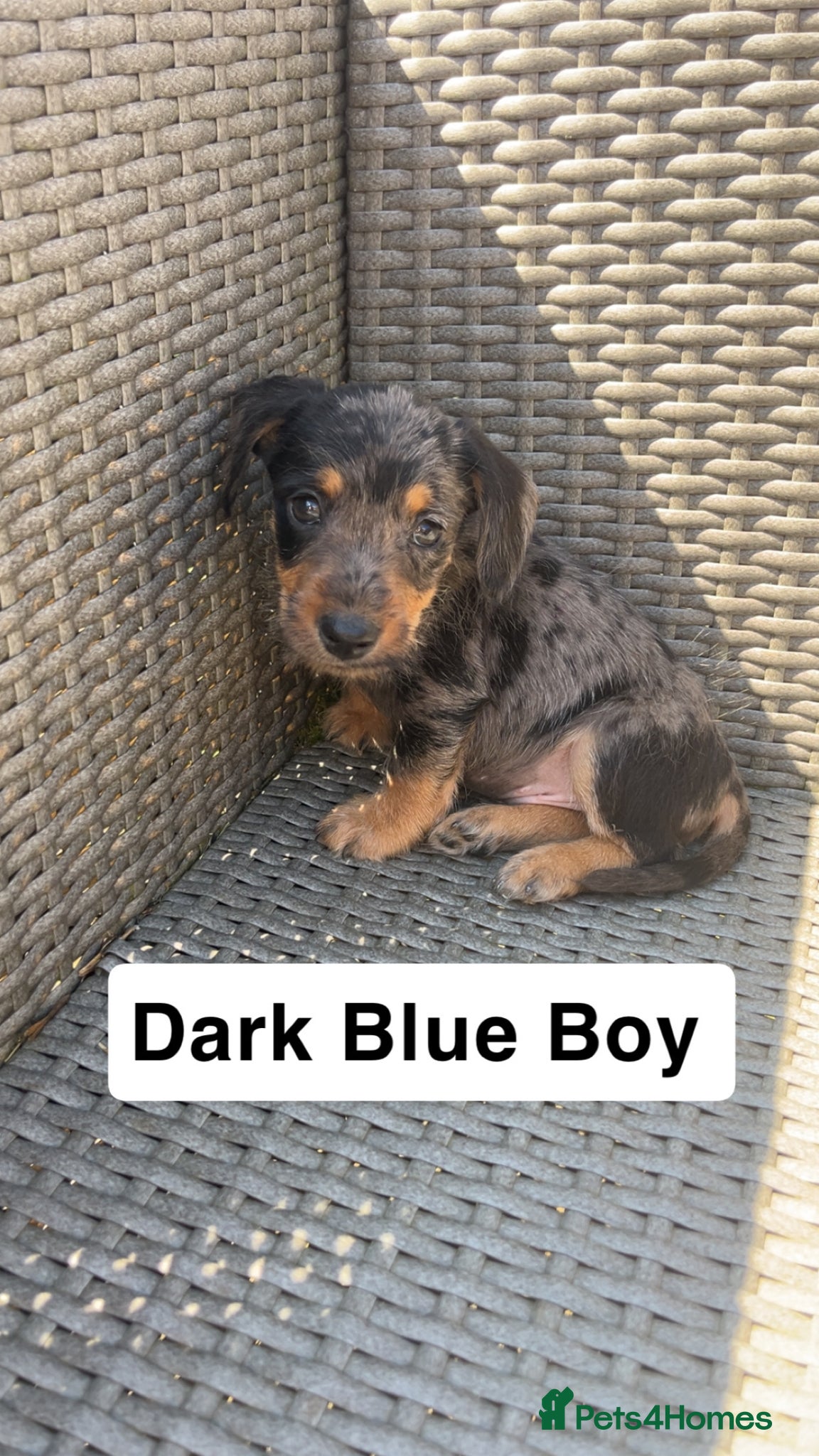 Mixed Breed dogs Mini Schnoxie’s (mini schnauzer x mini dachshund  - Advert 7