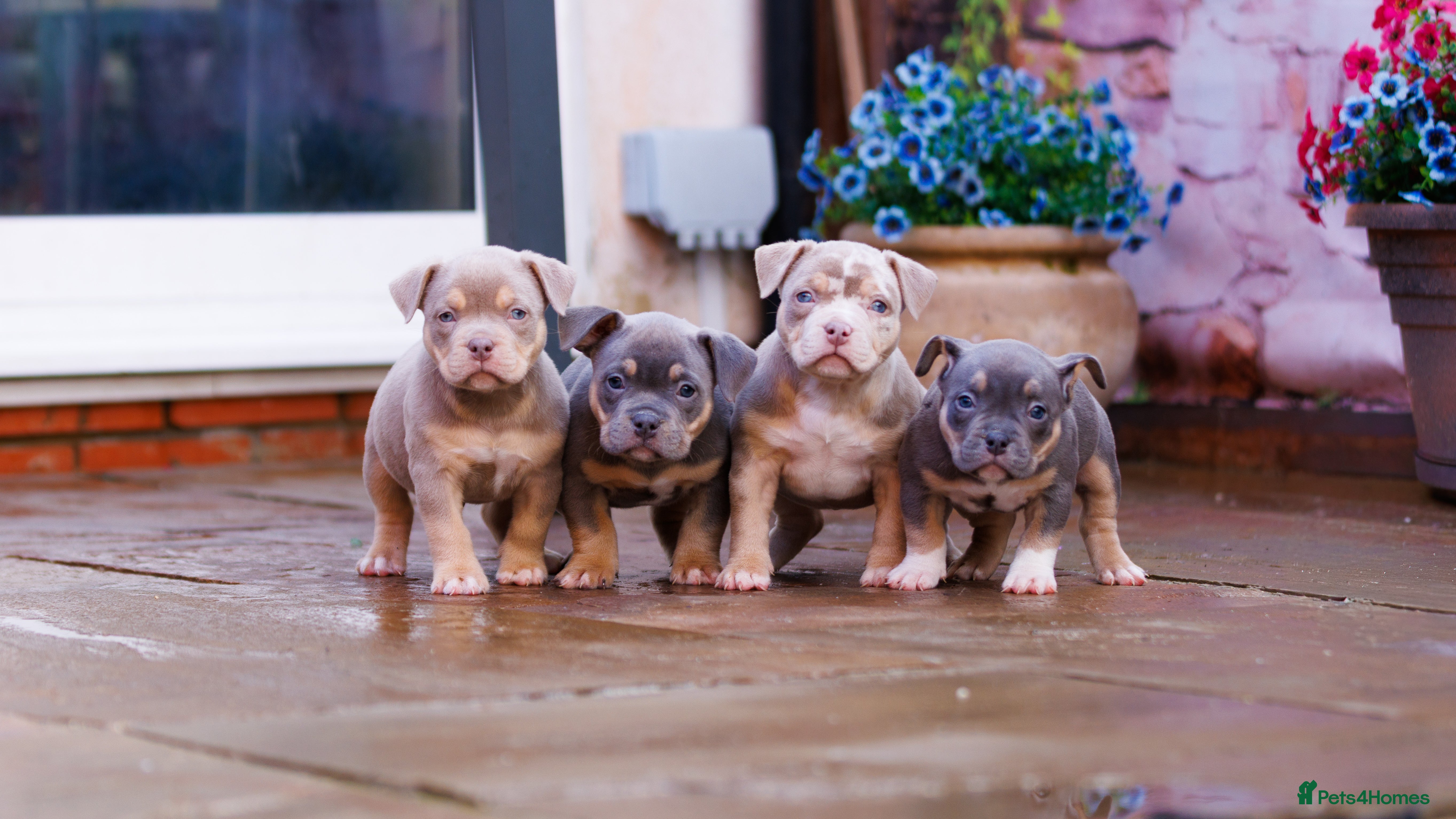 American Bully dogs Top Tier American Pocket Bullies for SALE!! - Advert 9