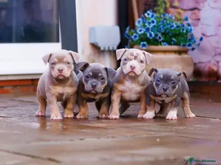 American Bully dogs Top Tier American Pocket Bullies for SALE!! - Advert 9