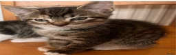 Mixed Breed cats for sale: Beautiful kittens - Advert 2