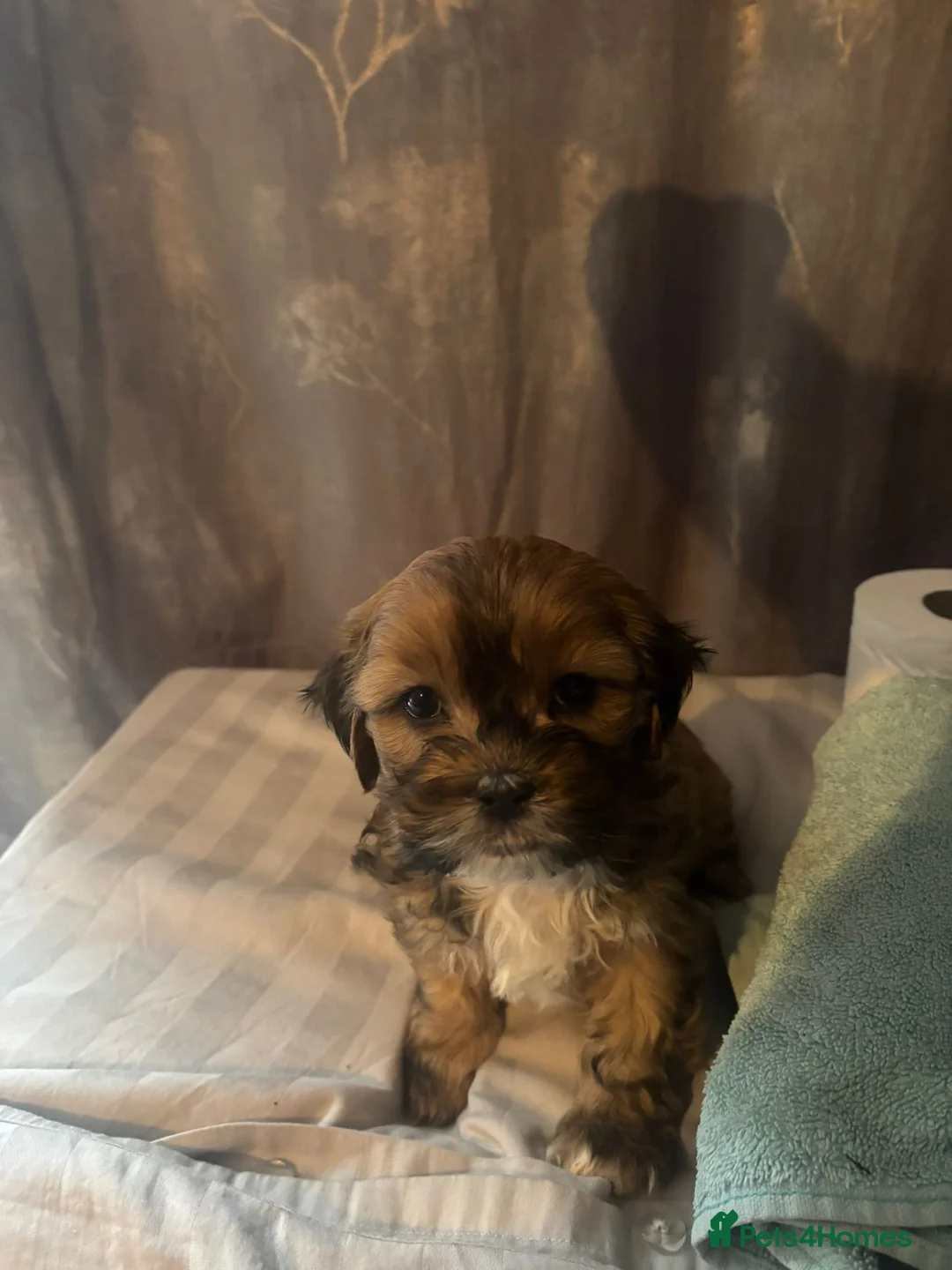 Mixed Breed dogs for sale: 4 Beautiful Cava-Tzu puppies for sale  - Advert 15