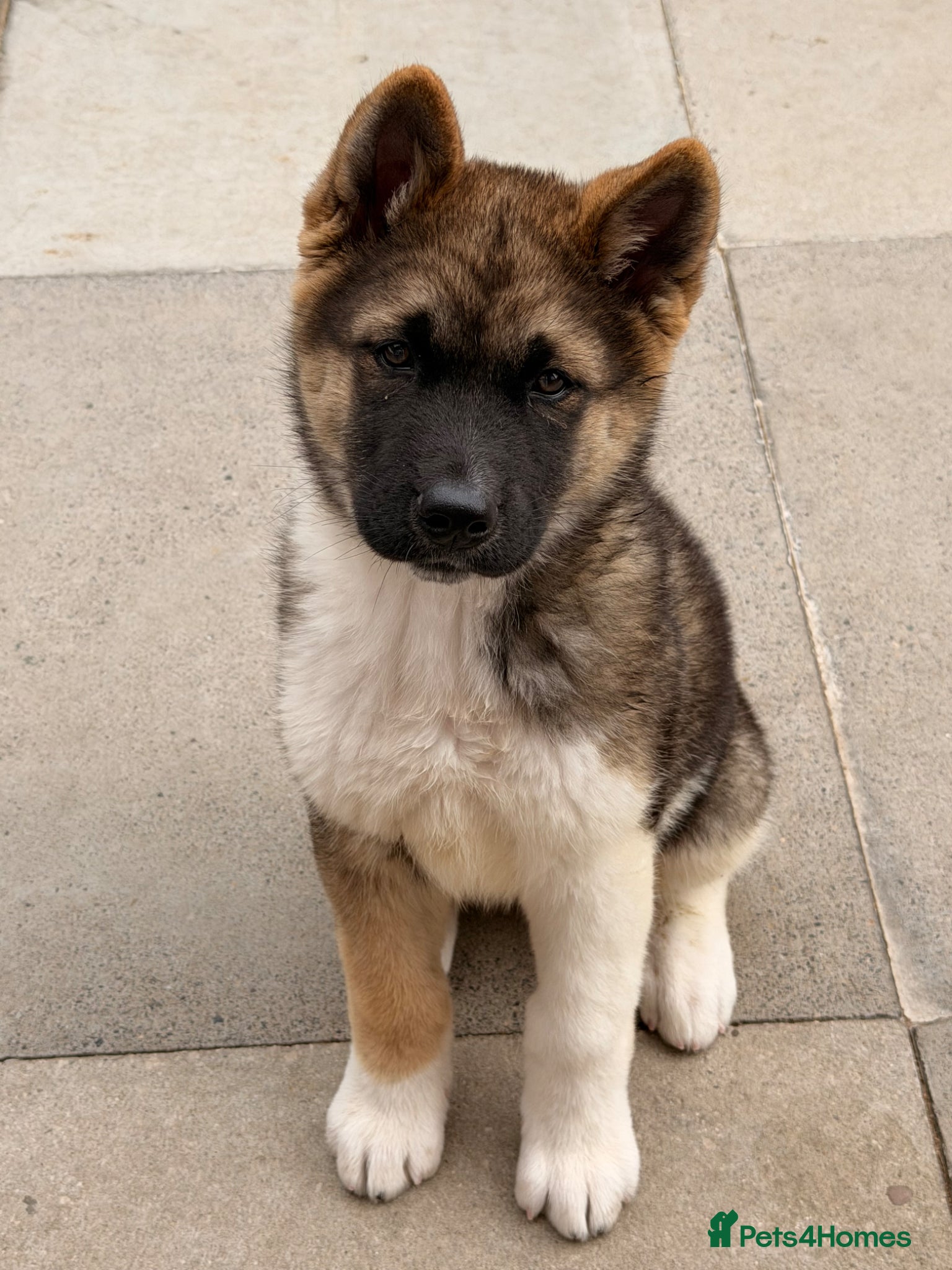 Akita dogs for sale: American Akita  - Advert 5