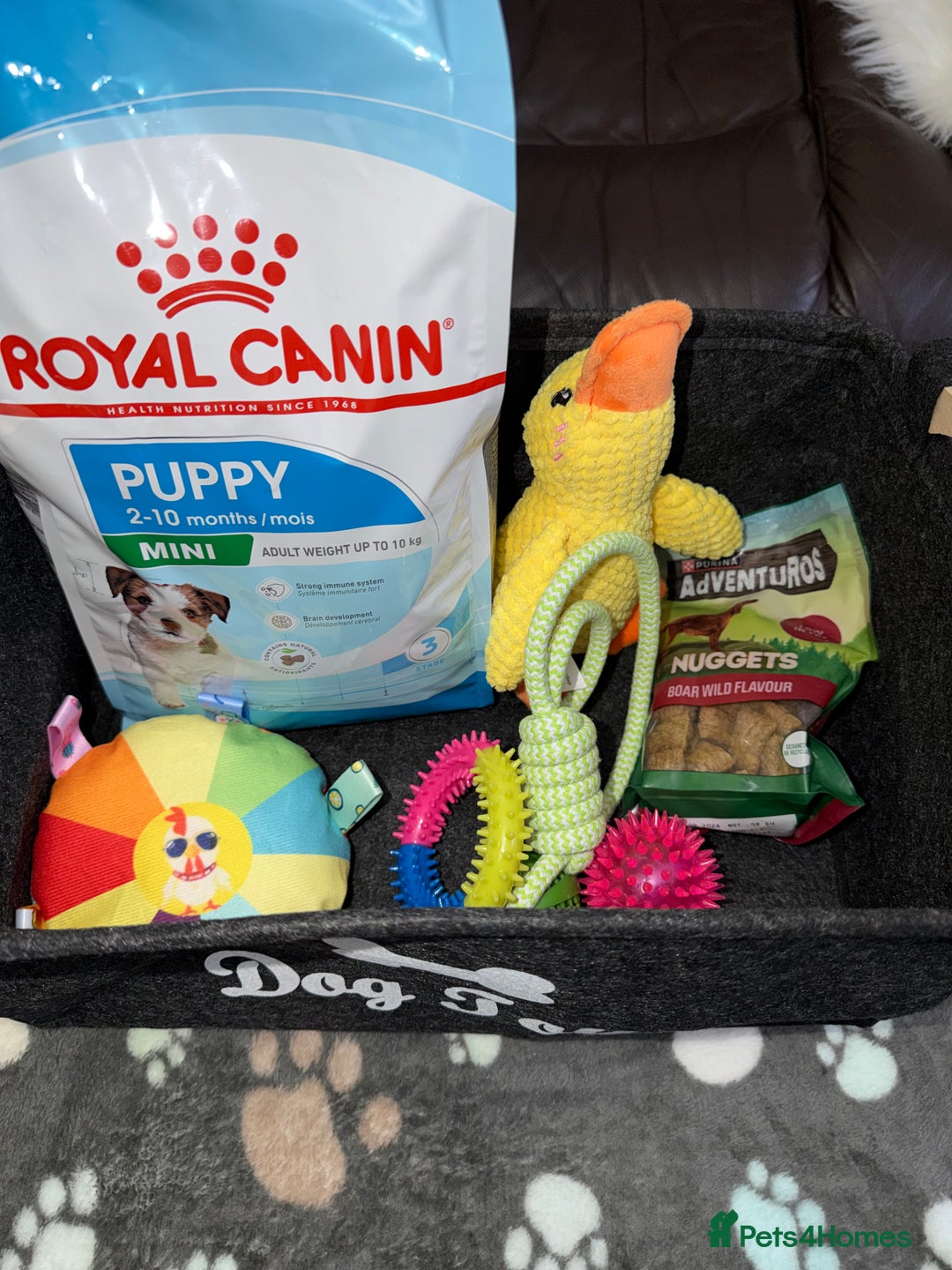Toy Poodle dogs for sale: Gorgeous Fox Red Toy Poodle Females😍 - Image 19