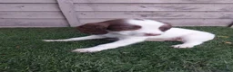 English Springer Spaniel dogs for sale: English springer spaniels in Bargoed - Advert 27