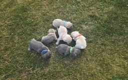 French Bulldog dogs for sale:  French bulldogs looking for their forever home in Lincoln - Image 2