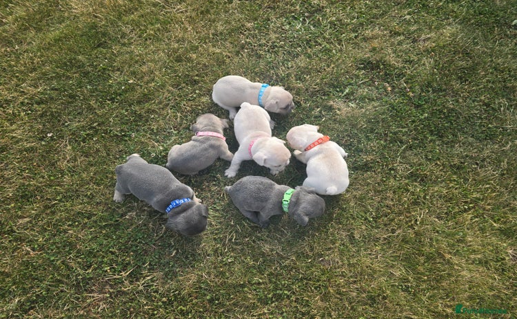 French Bulldog dogs in Lincoln - Advert 11
