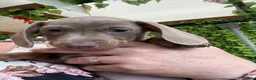 Dachshund dogs for sale: Dachshund piebald Puppy READY NOW  - Advert 26
