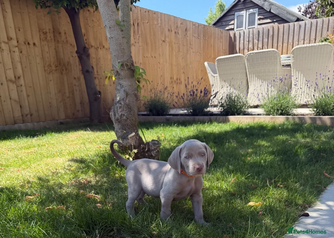Weimaraner dogs for sale: Weimaraner Puppies, 1 girl & 2 boys  - Advert 1
