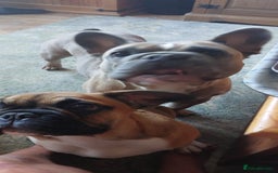 French Bulldog dogs for sale: BINGO  - Image 2