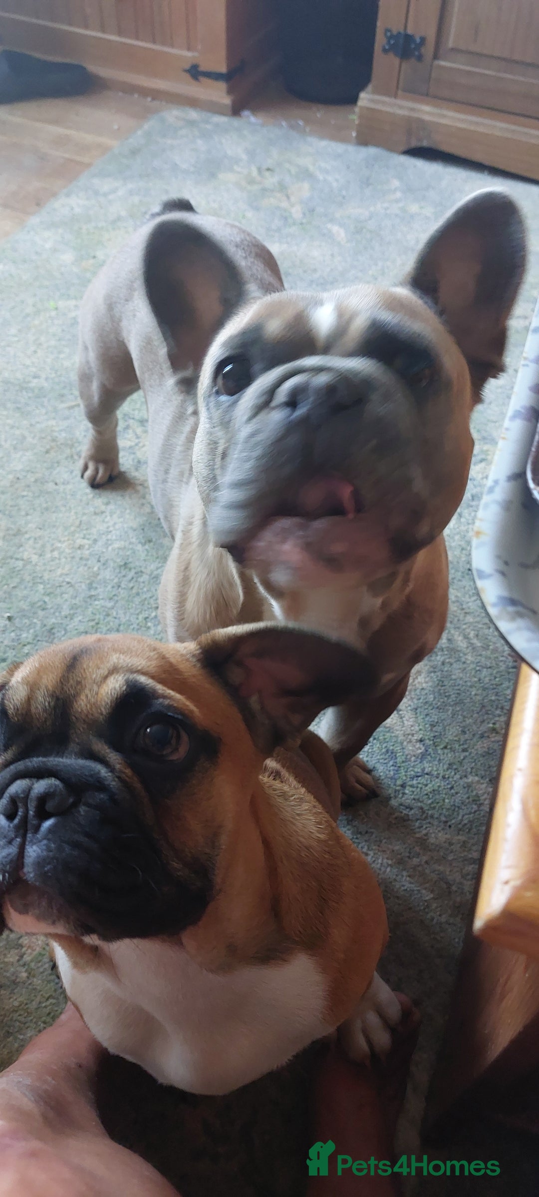 French Bulldog dogs for sale: BINGO  - Image 2