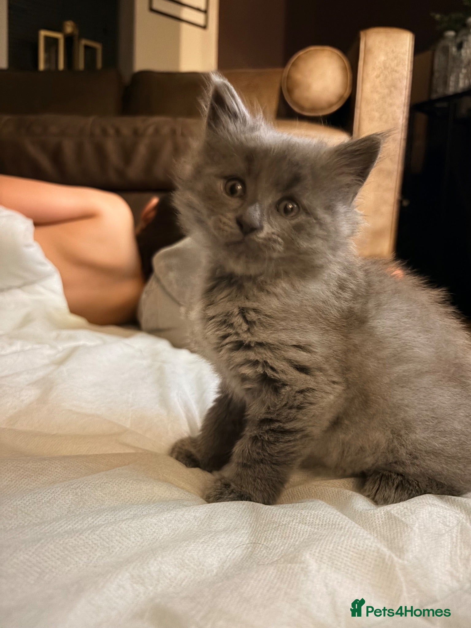 Mixed Breed cats Ready to leave - Maine coon cross boy  - Advert 2