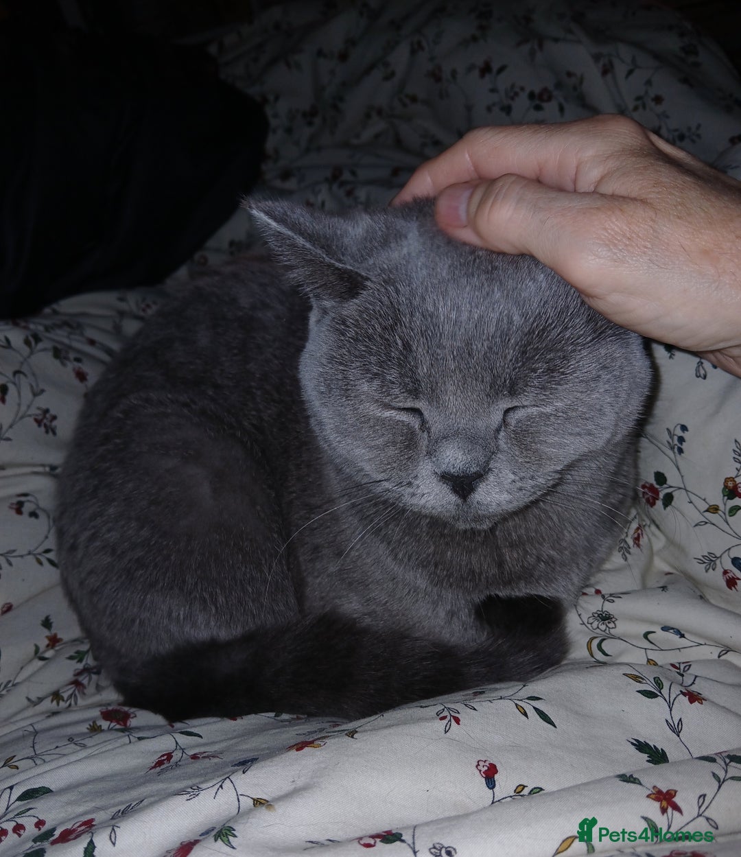 British Shorthair cats for sale: STUNNING LILAC BLUE BHS YOUNG FEMALE CAT - Advert 25