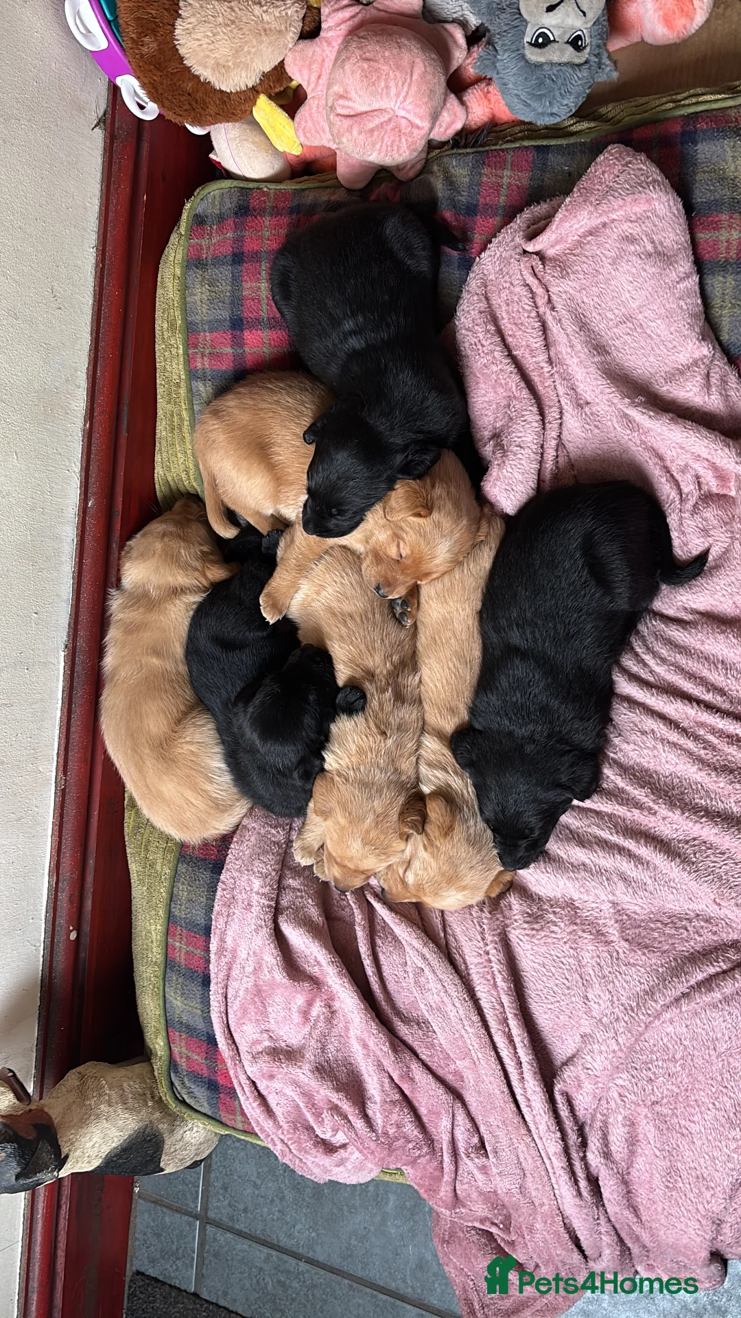 Labrador Retriever dogs for sale: 3 Labrador puppies - Advert 4