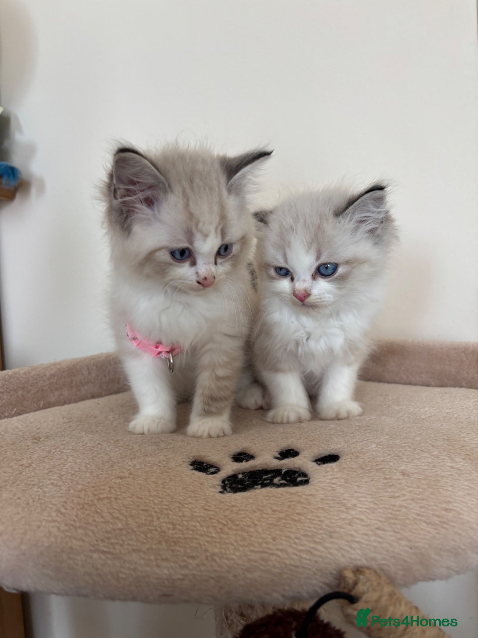Ragdoll cats 3 Ragdoll kittens ready  - Advert 8