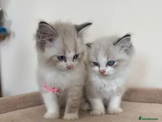 Ragdoll cats 3 Ragdoll kittens ready - Advert 8