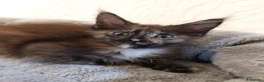 Maine Coon 5