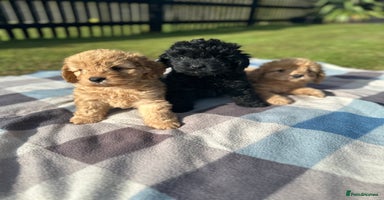 Cockapoo dogs - Advert 5