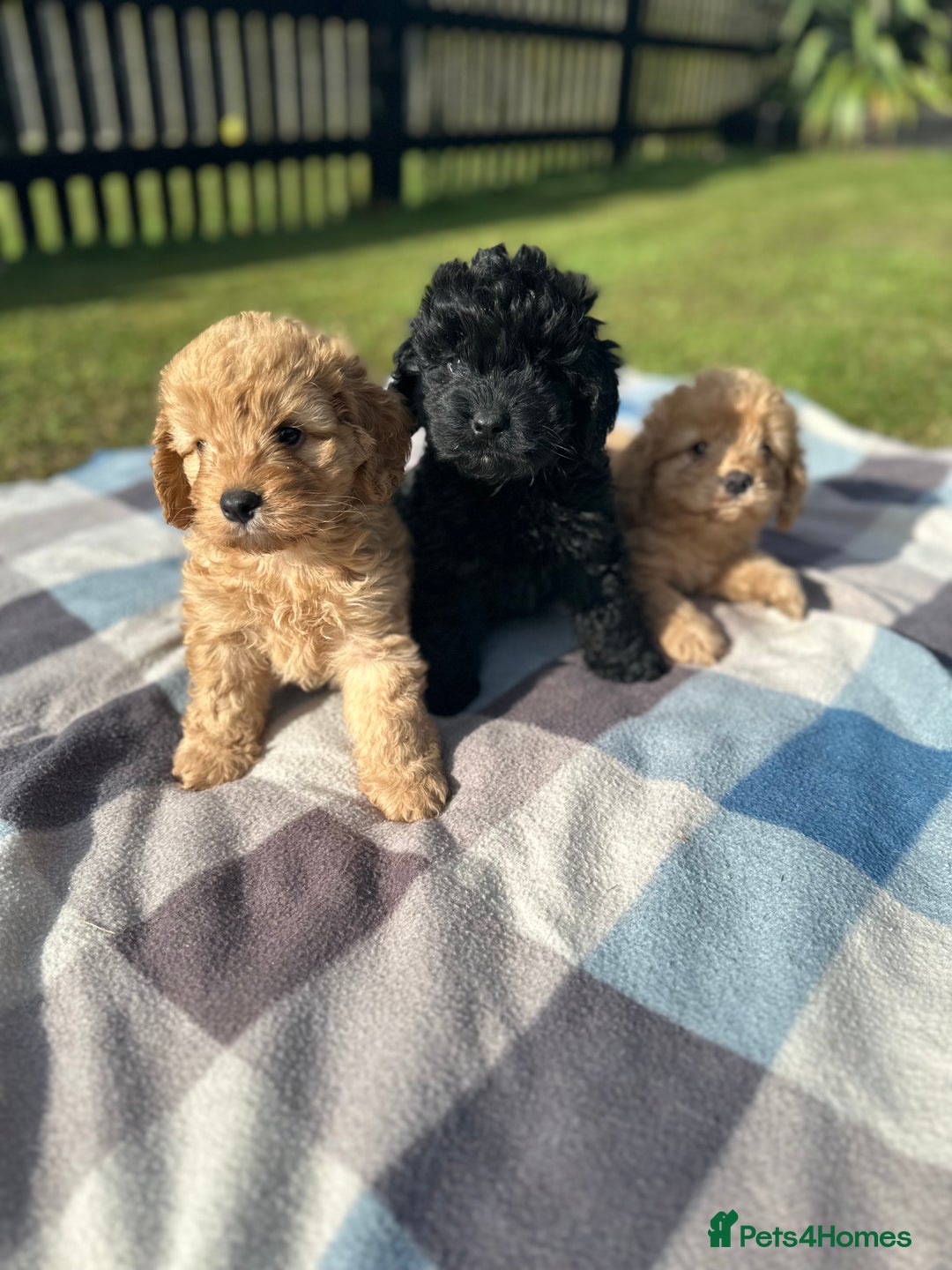 Cockapoo dogs for sale: F1 Cockerpoo pups for sale fully health checked. - Image 3