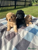 Cockapoo dogs - Advert 13