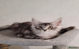 Maine Coon cats for sale: Tica registered maine coon kittens  in Ipswich - Image 14