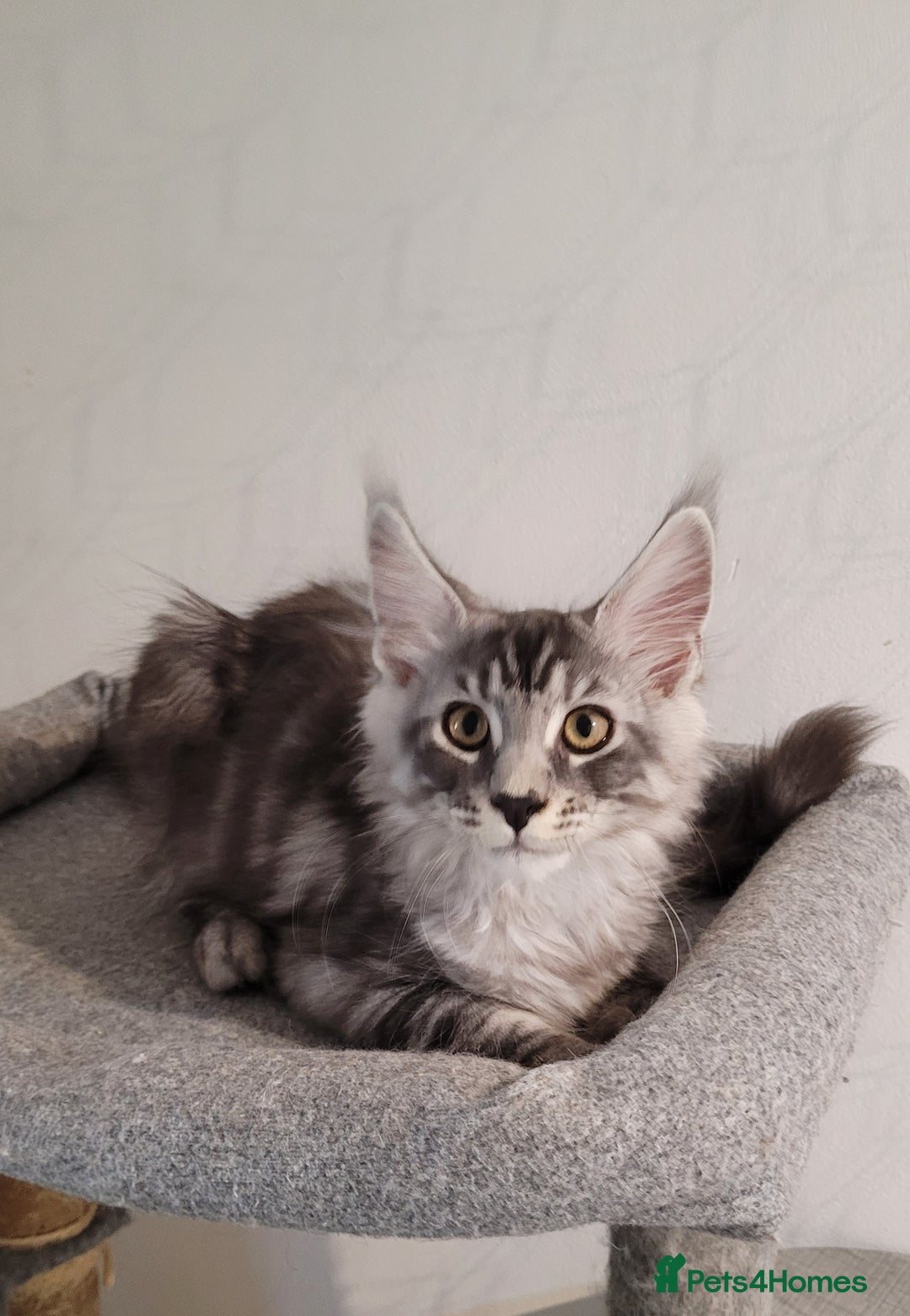Maine Coon cats for sale: Tica registered maine coon kittens  in Ipswich - Image 14