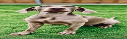 Weimaraner dogs for sale: 🐾 Beautiful Weimaraner puppies 🐾 - Advert 7