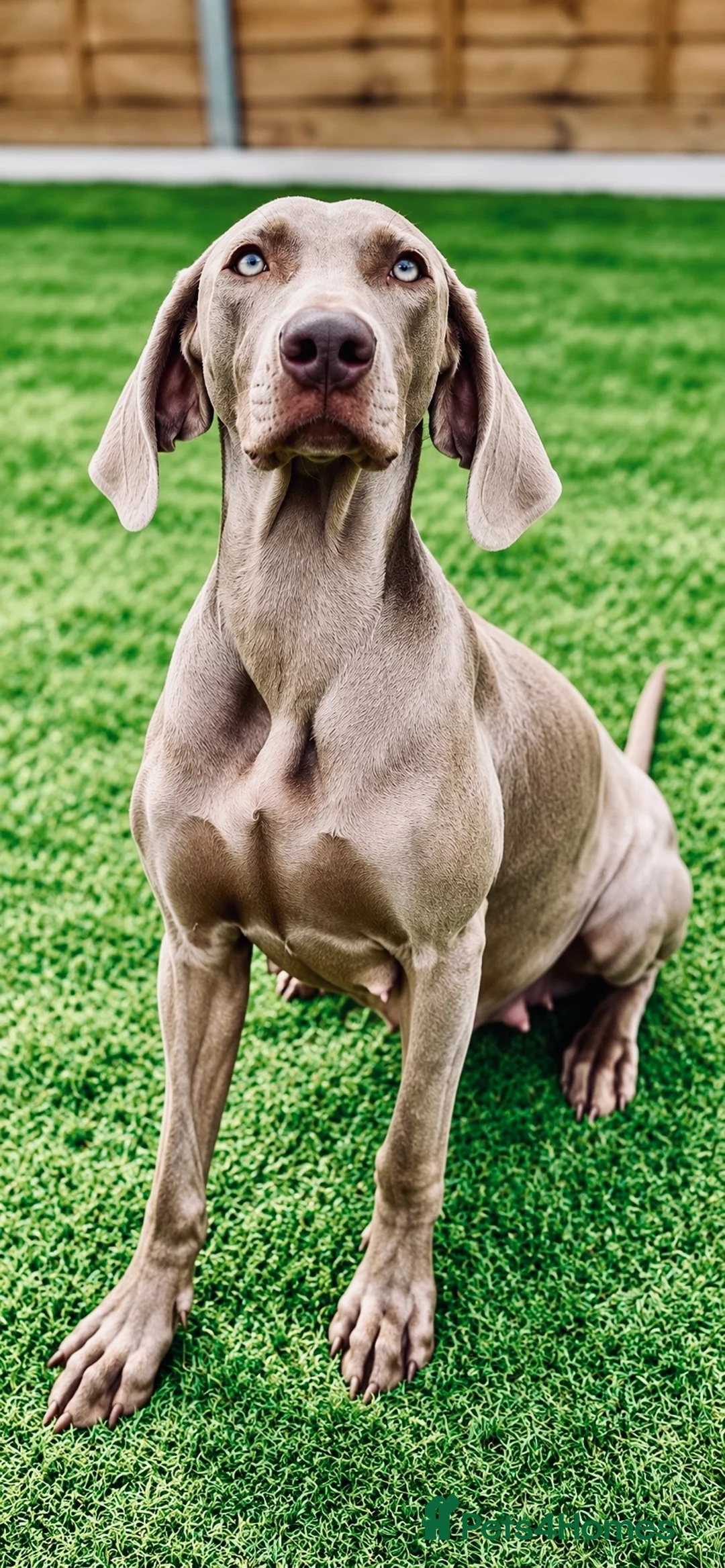 Weimaraner dogs for sale: 🐾 Beautiful Weimaraner puppies 🐾 - Advert 7