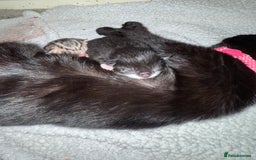 Domestic Shorthair cats for sale: Adorable ragdoll mix’s  - Image 4