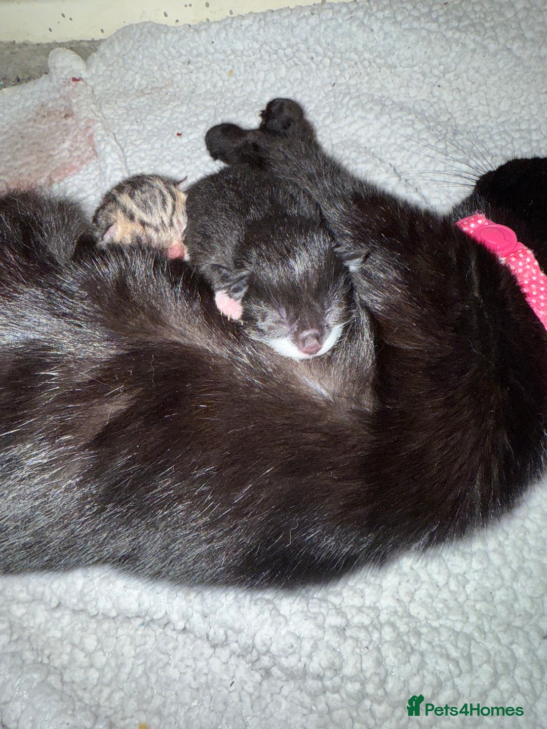 Domestic Shorthair cats for sale: Adorable ragdoll mix’s  - Image 4