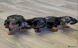 Miniature Dachshund dogs for sale: Beautiful Miniature Dachshunds Puppies - Image 2