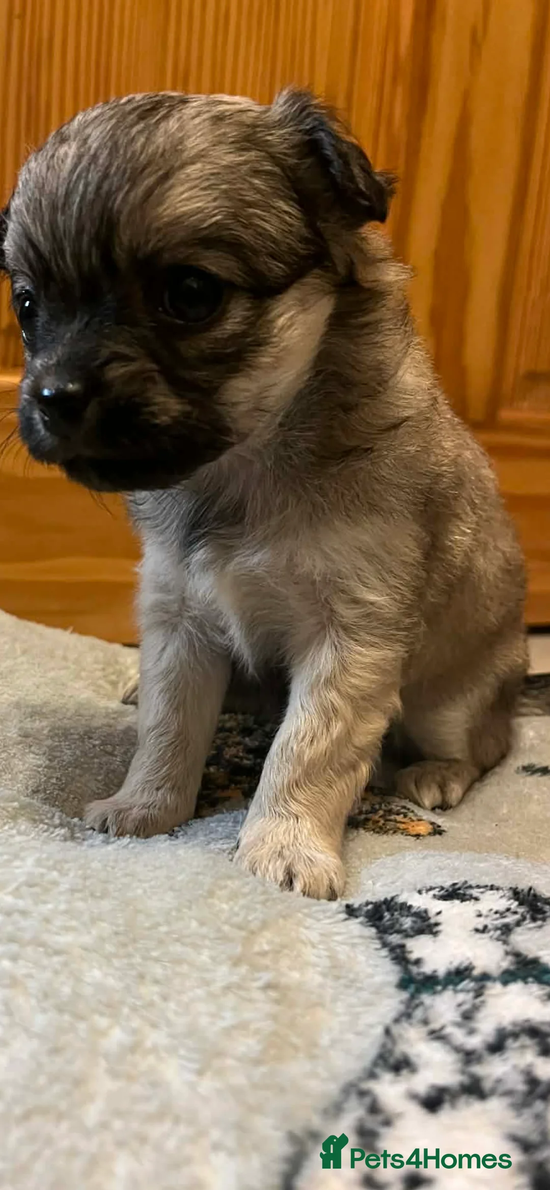 Chihuahua dogs for sale: Long coated chihuahua puppies  - Advert 7