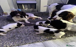 English Springer Spaniel dogs for sale: Beautiful English Springer Spaniel Puppies  - Image 3