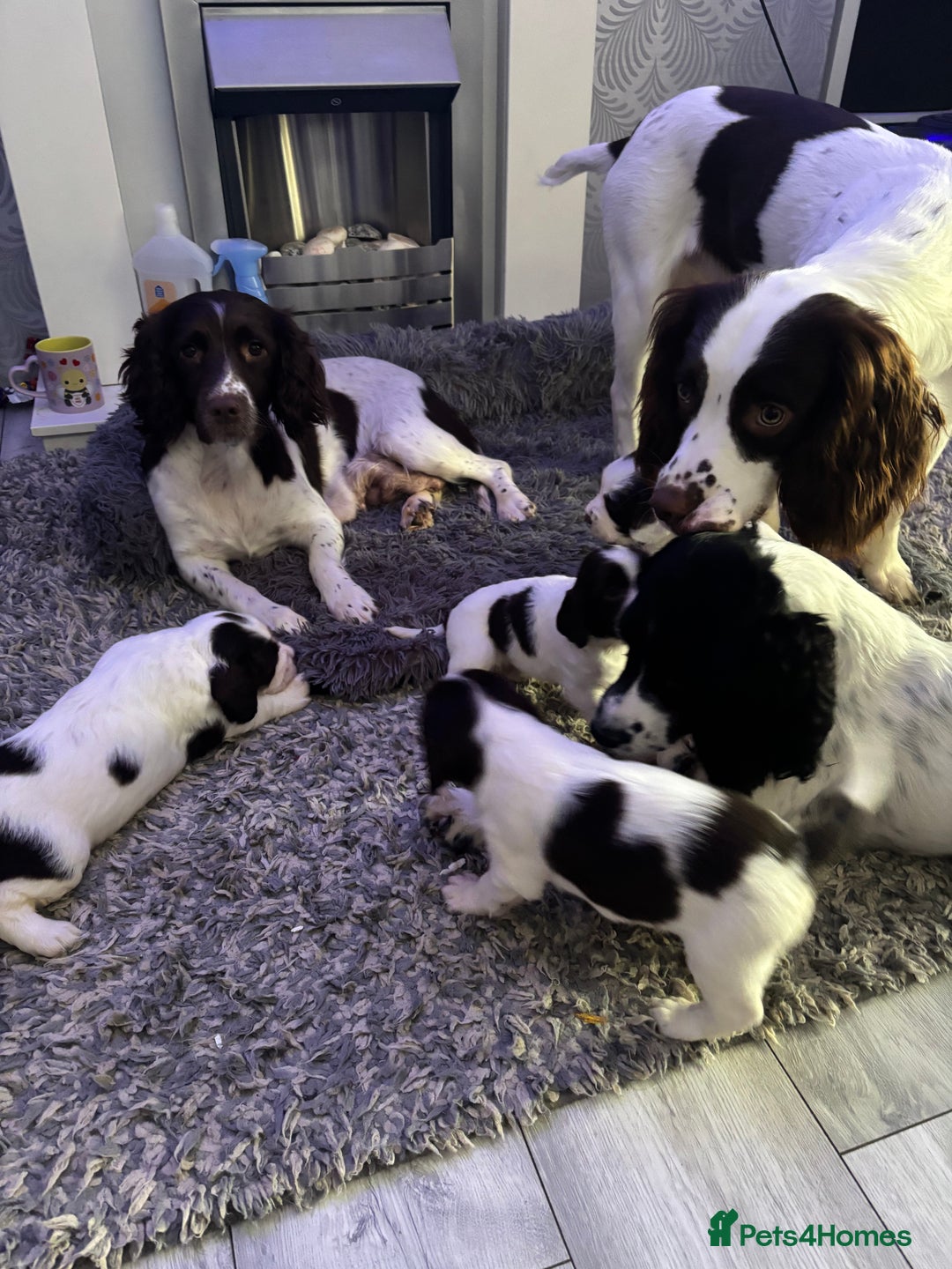 English Springer Spaniel dogs for sale: Beautiful English Springer Spaniel Puppies  - Image 3