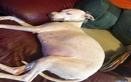 Whippet dogs for sale: Beautiful KC Whippet puppies  - Image 8