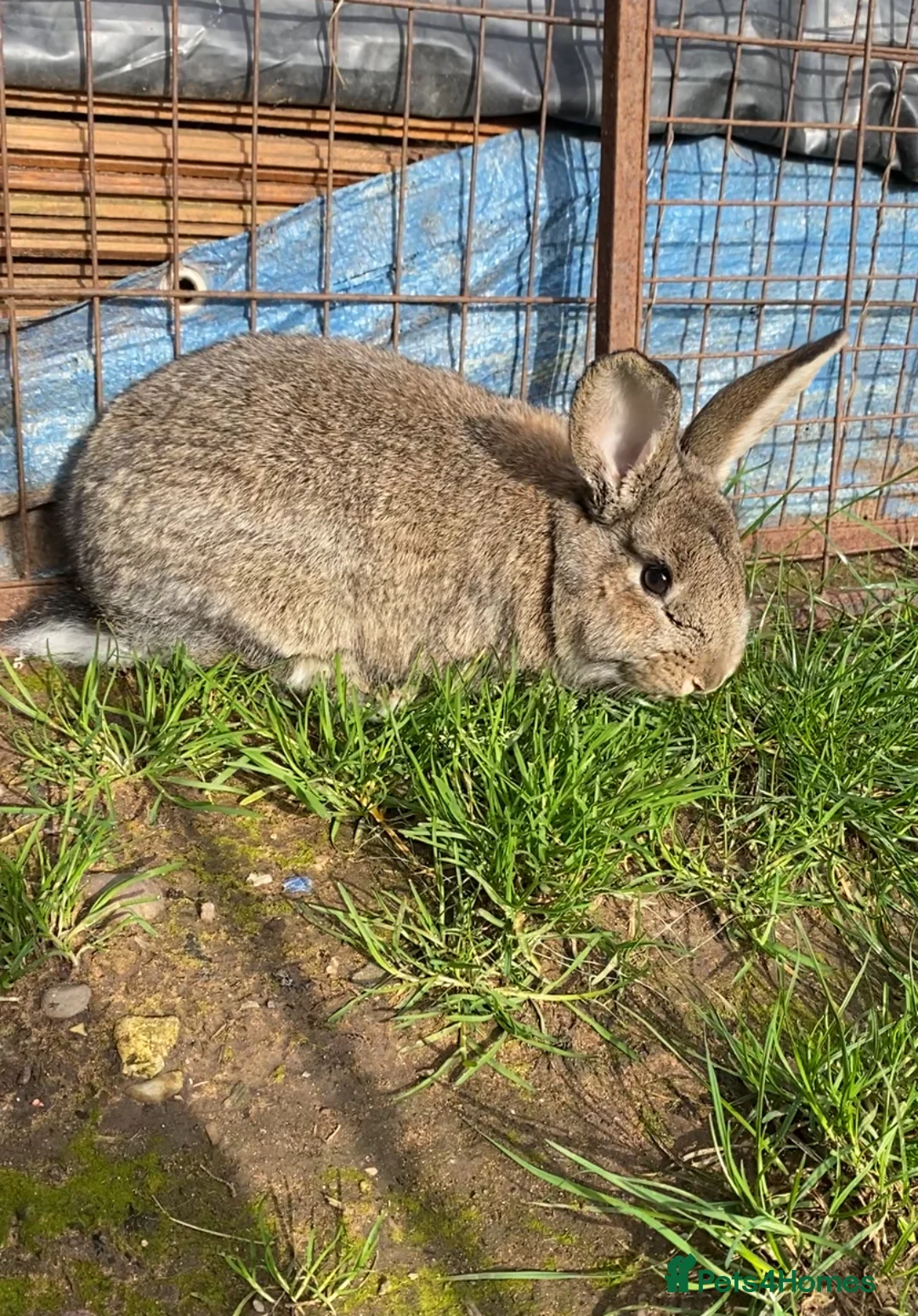Mixed Breed rabbits for sale: Chin chilla rabbit cross French lop baby  - Advert 5