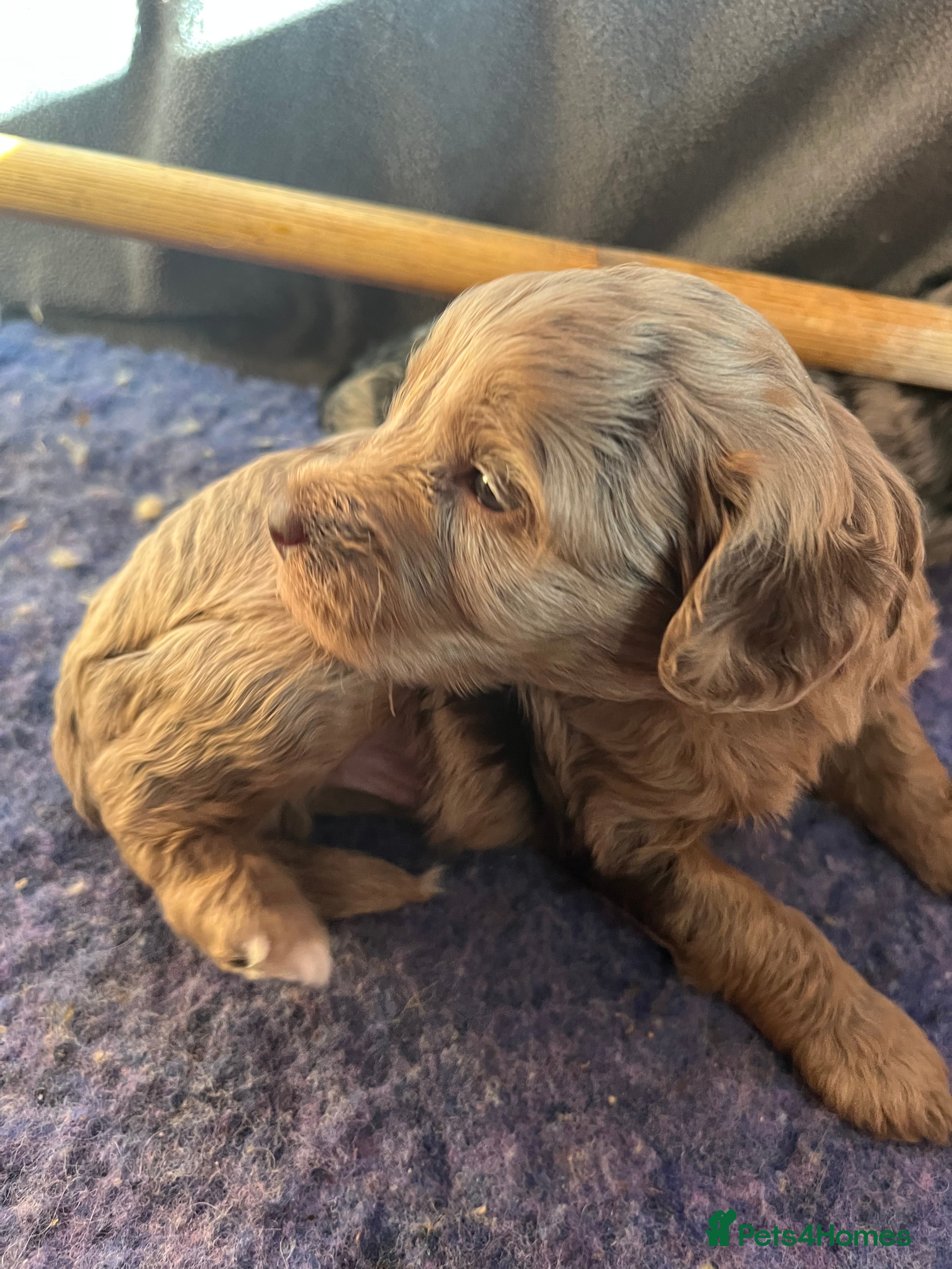 Cockapoo dogs Beautiful Merle cockapoo puppies  - Advert 1