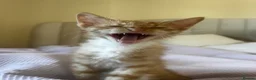 Mixed Breed cats for sale: 2 boys + girl - Advert 5