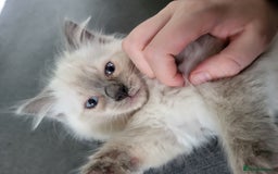 Ragdoll cats for sale: 5 beautiful ragdoll kittens - Image 1