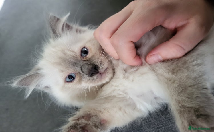 Ragdoll cats - Advert 1