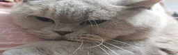 British Shorthair cats for sale: Cupcake is looking for a new home in Birmingham - Advert 2