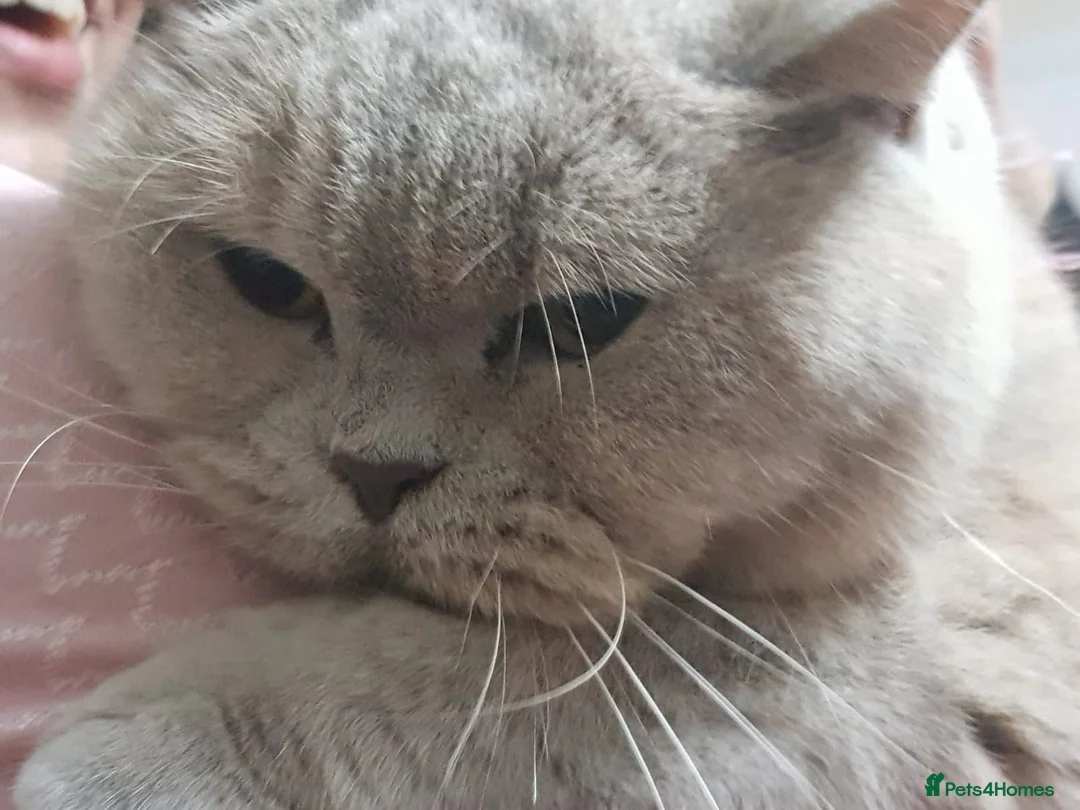 British Shorthair cats for sale: Cupcake is looking for a new home in Birmingham - Advert 2